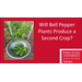 Will Peppers